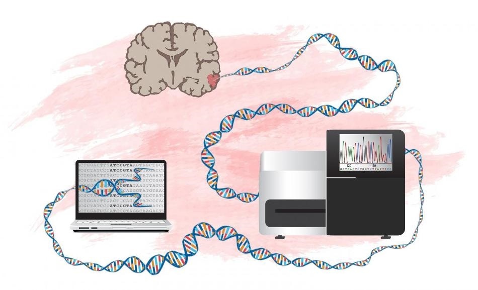 Researchers identify genes involved in the development of malignant brain tumor