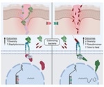 Study shows microbiome can determine the wound healing process