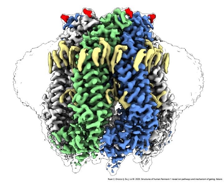 Cryo-electron microscopy helps visualize PANX1 protein at near-atomic level