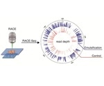 Improved RACE-Seq technique helps sequence individual cells