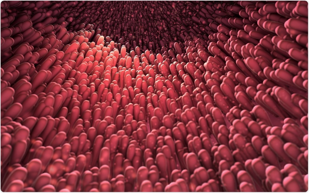 Intestine Villus Intestine Villus