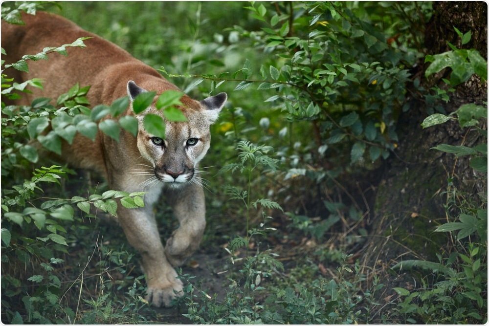 Puma Puma