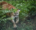 COVID-19 Lockdown Reveals Human Impact On Wildlife