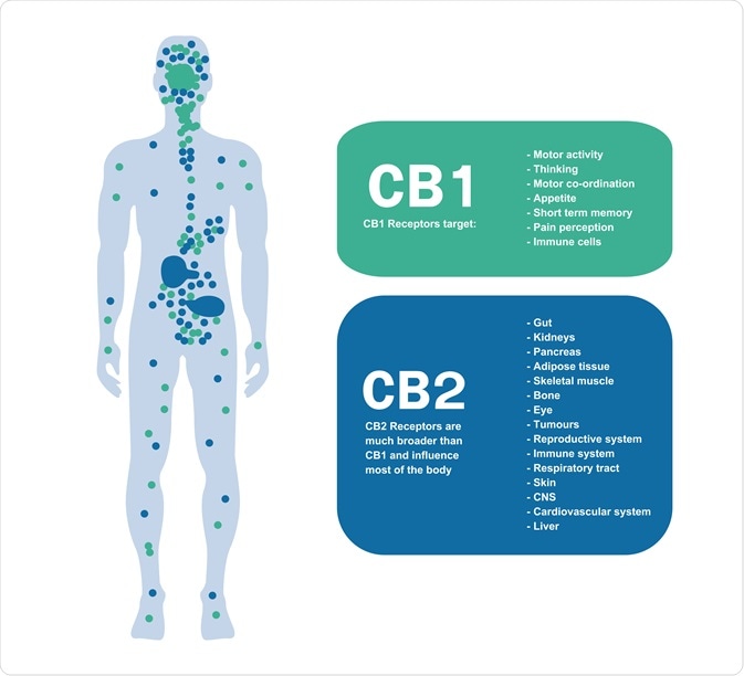 Endocannabinoid System Endocannabinoid System