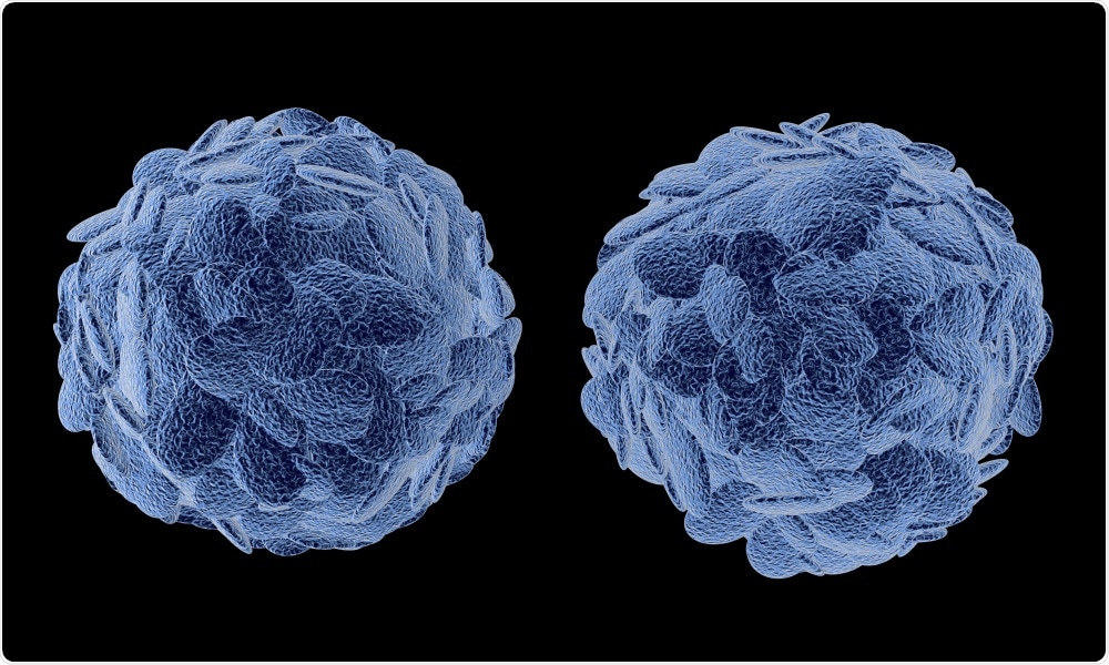 Treg Cells