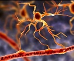 Astrocytes may play a key role in neurodegenerative disorders
