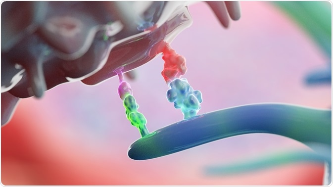 Immune Checkpoint Molecules Immune Checkpoint Molecules
