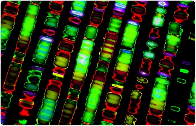 Human Genome