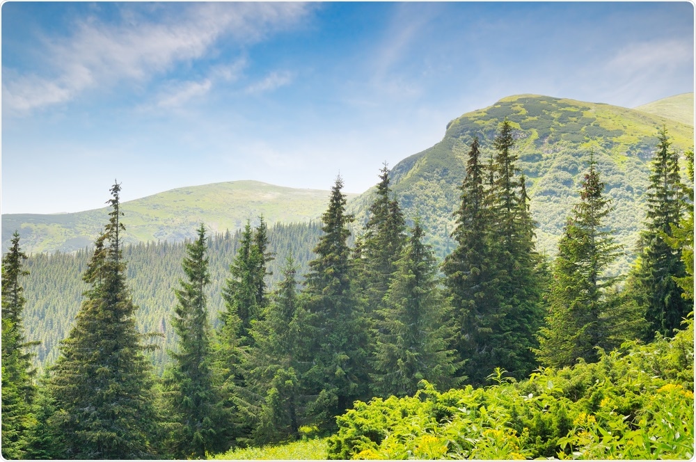 Spruce Trees Spruce Trees