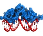 New imaging techniques reveal individual transcription factor proteins in real time