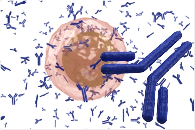 Antibodies Antibodies