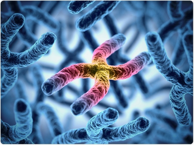 Chromosomes