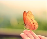 Agricultural Schemes Not Enough To Protect Rare Butterflies