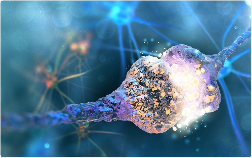 Synapse and Neurons Synapse and Neurons