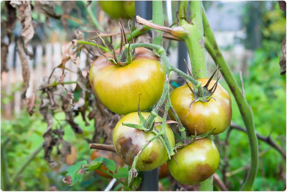 Crop disease Crop disease