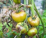 Cell Wall Research Reveals Possibility Of Simple And Sustainable Method To Protect Crops