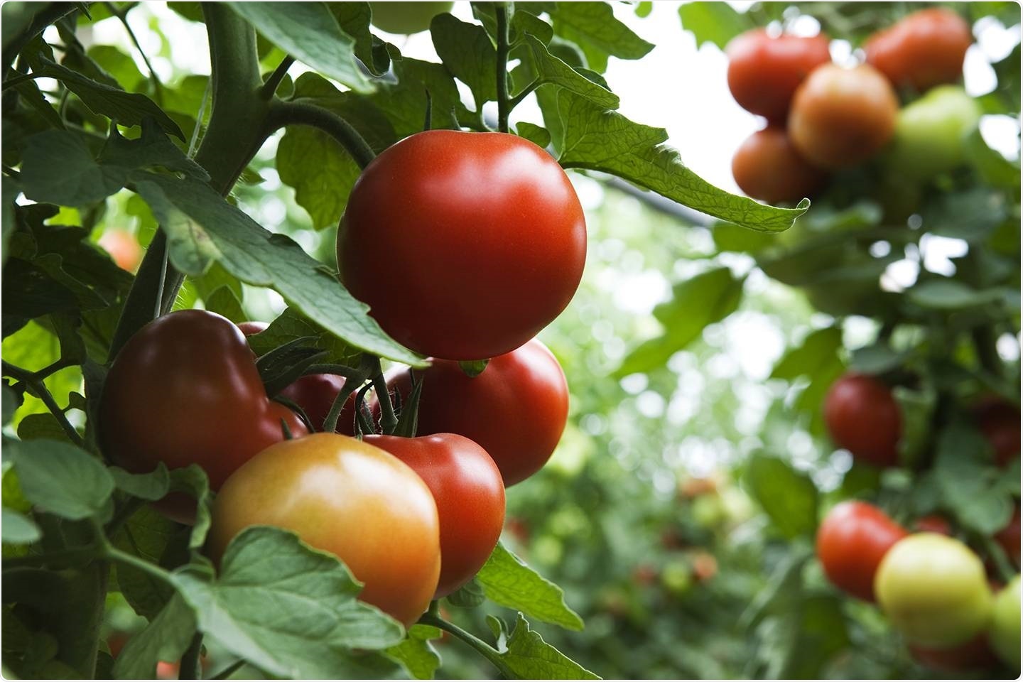 Researchers discover DNA differences in 100 varieties of tomatoes
