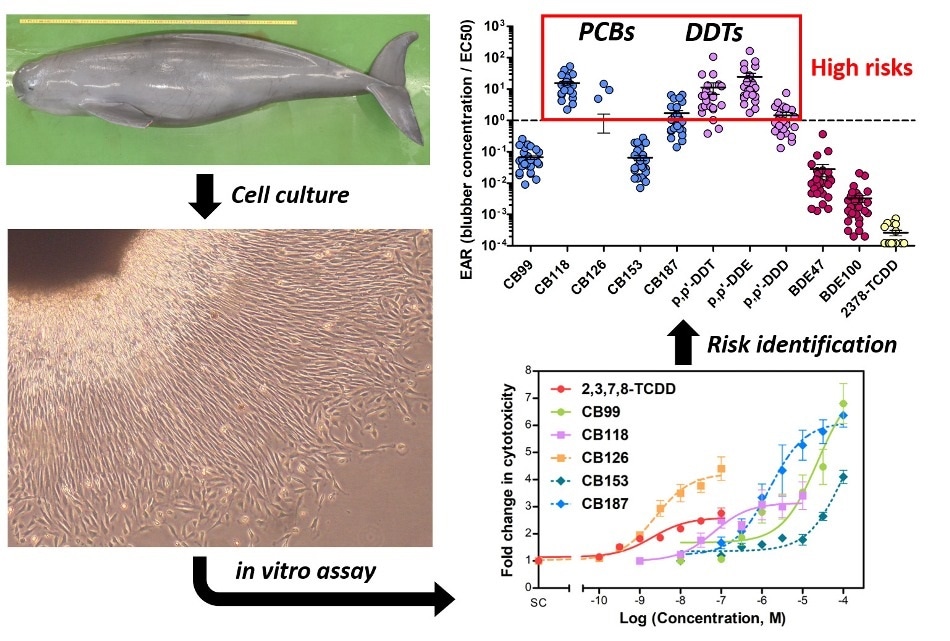 Environmental pollutants pose risks to finless porpoises