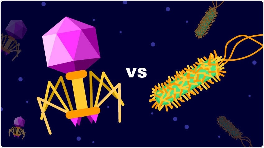 Study explains the compatibility of bacteria and virus in the human gut