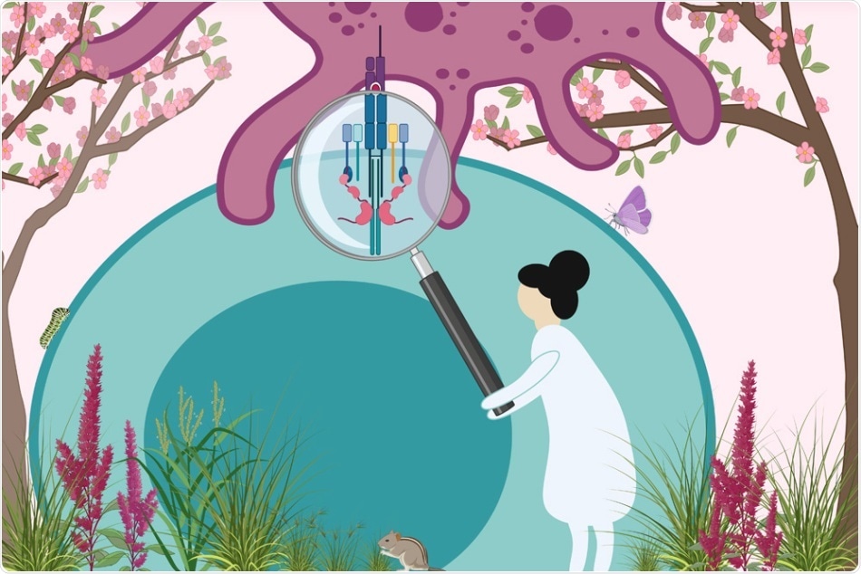 Study shows how T cells become cancer-killing cells