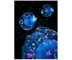 Study reveals the role of embryonic stem cells in cell repair