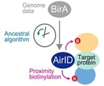 Researchers design novel enzyme to study the interactions between proteins