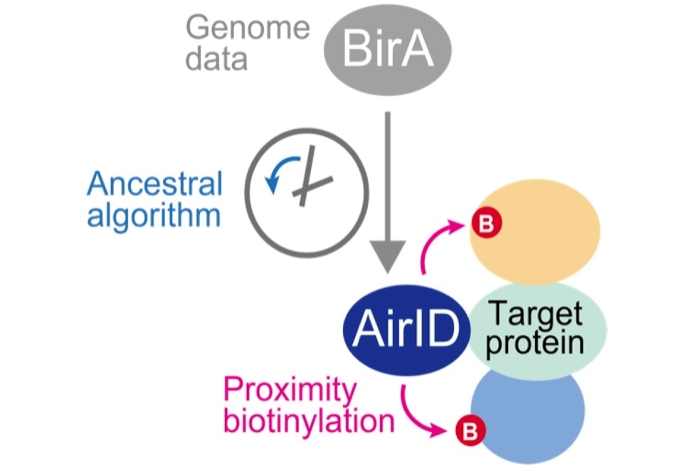 Researchers design novel enzyme to study the interactions between proteins