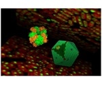 Study reveals the role of Rubisco enzymes in carbon-fixing machinery of cyanobacteria