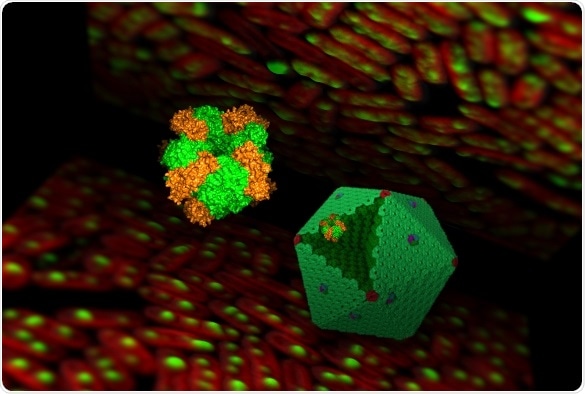 Study reveals the role of Rubisco enzymes in carbon-fixing machinery of cyanobacteria