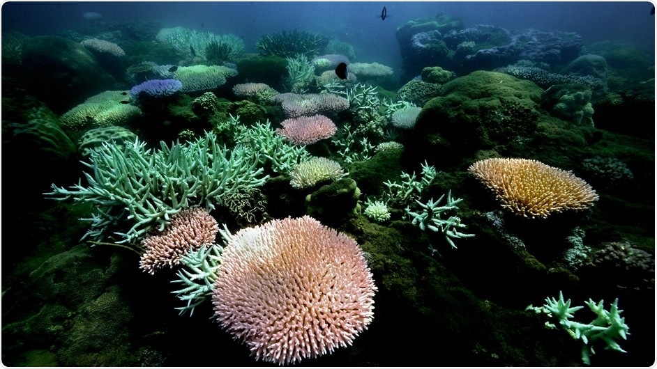 Genetic sequencing can reveal evolutionary differences in reef-building corals