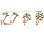 Study reveals the degradation mechanism of endoplasmic reticulum