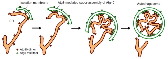 Study reveals the degradation mechanism of endoplasmic reticulum