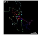 Study sheds light on protein involved in Huntington’s disease
