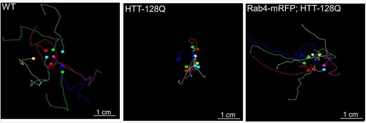 Study sheds light on protein involved in Huntington’s disease