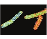 Study shows flotillin proteins have direct influence on cell membrane structure