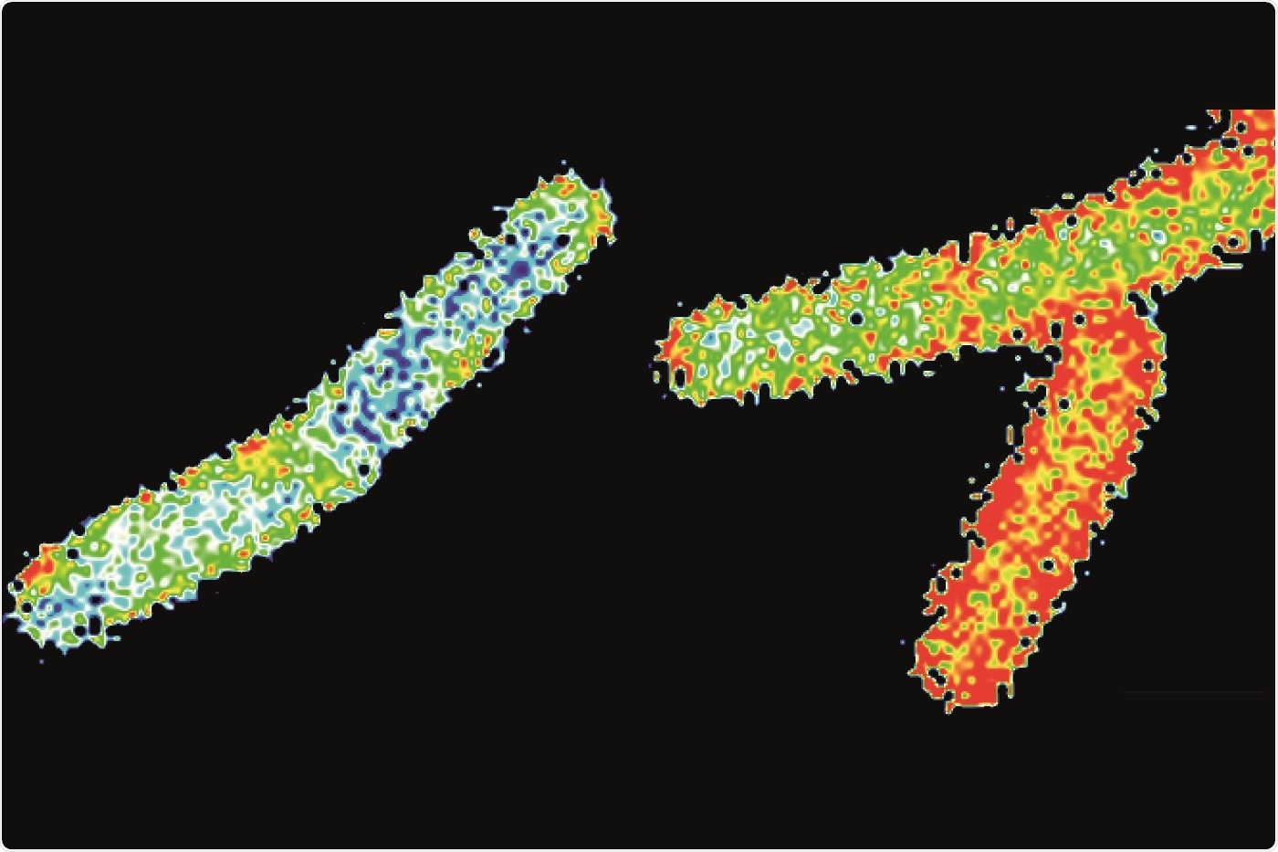 Study shows flotillin proteins have direct influence on cell membrane structure