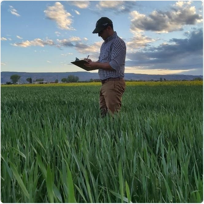 Researchers show an effective strategy to increase zinc concentration in grains