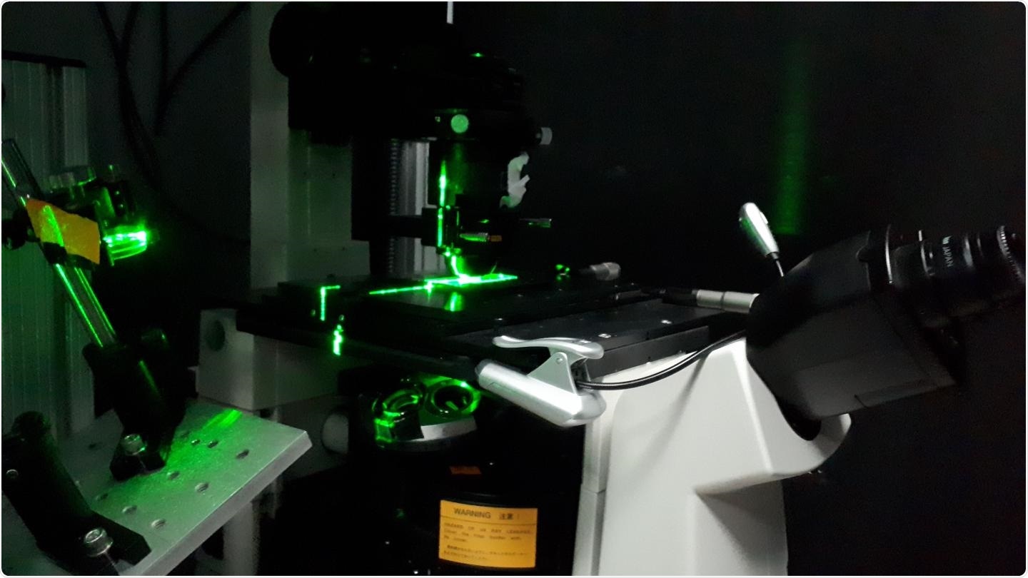 Study shows how motor proteins function in their native crowded cell environments