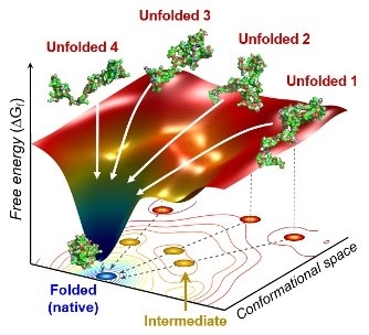 X-ray method helps track protein folding