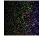 Novel technology significantly improves the quality of stem cells