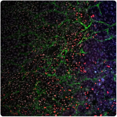 Novel technology significantly improves the quality of stem cells
