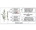 Scientists develop new genome editing methods for better crop yield
