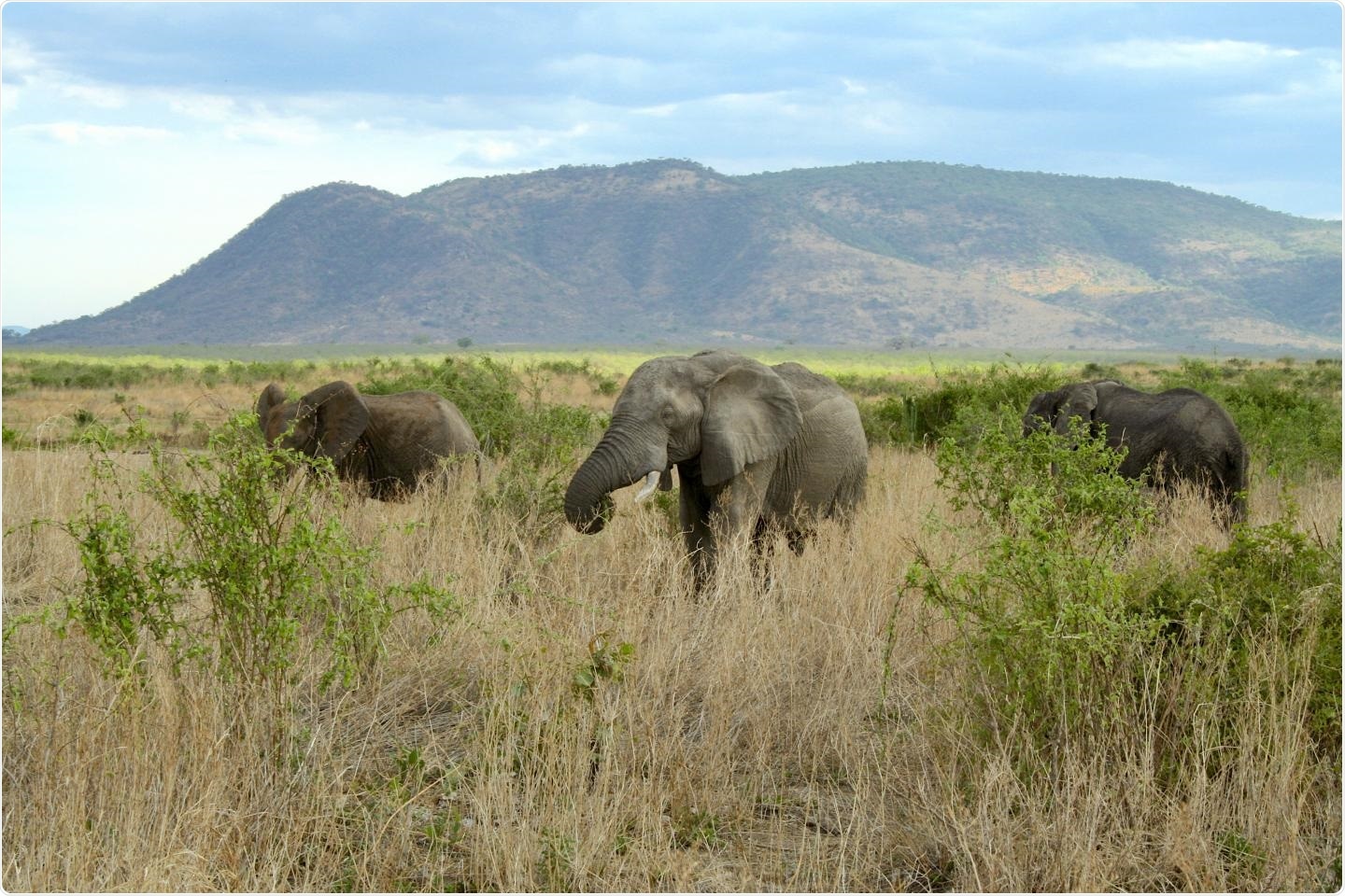 Researchers develop new model to assess the role of ecological engineers
