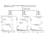 Study shows promise for developing novel COVID-19 therapeutics
