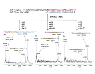 Study shows promise for developing novel COVID-19 therapeutics