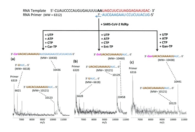 Study shows promise for developing novel COVID-19 therapeutics