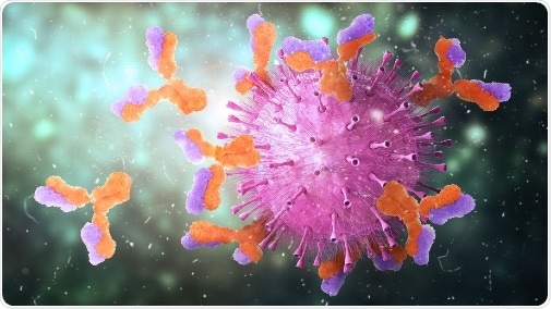 Study shows how the immune system attacks harmful viruses and bacteria