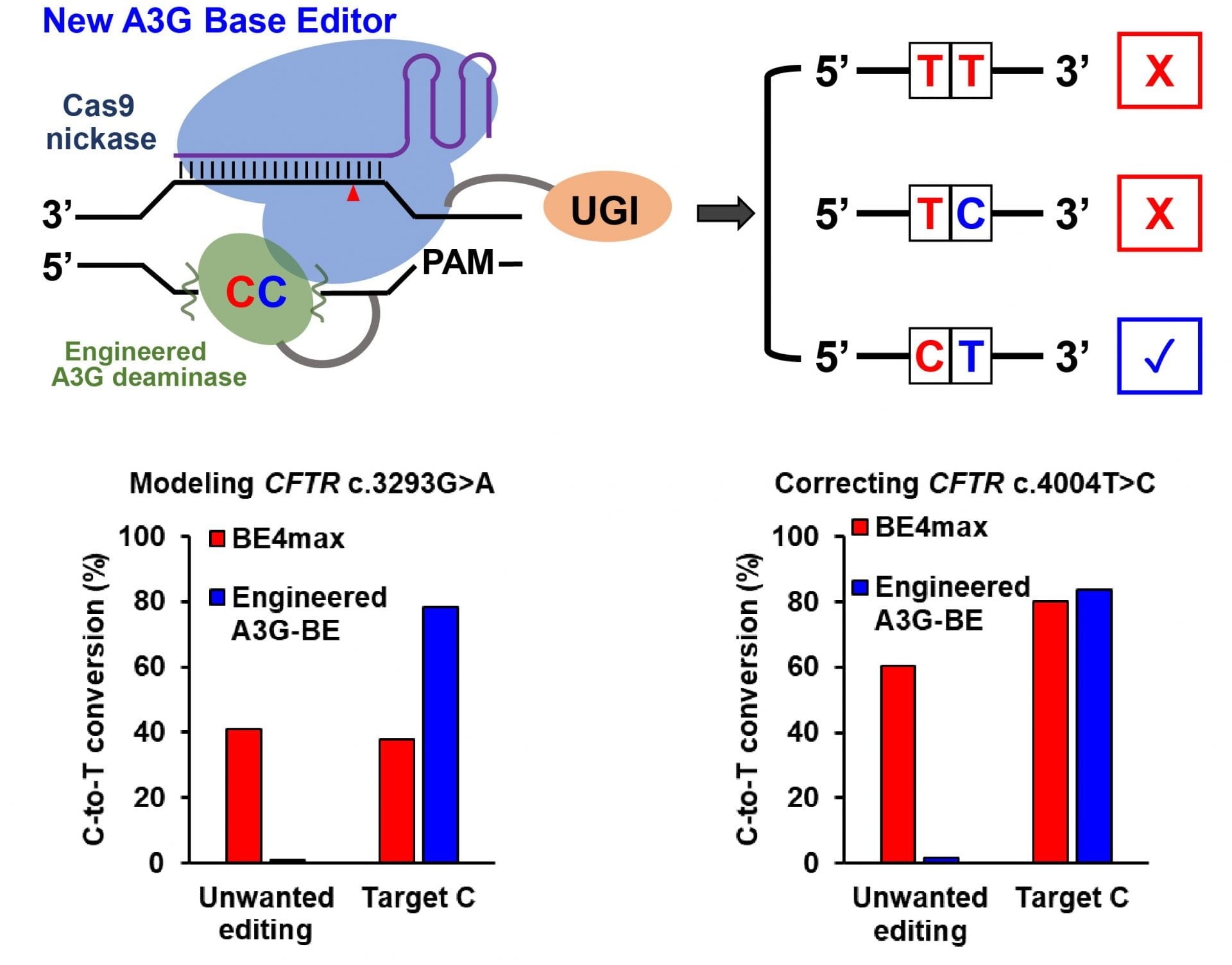 New technique increases the precision of gene editing