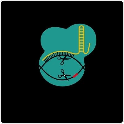 Study may provide a therapeutically safer strategy for gene editing