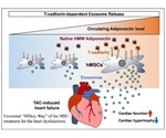 Study reveals the key role of adiponectin in muscle regeneration